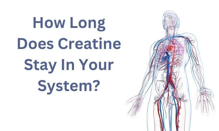 How-Long-Does-Creatine-Stay-in-Your-System-Featured