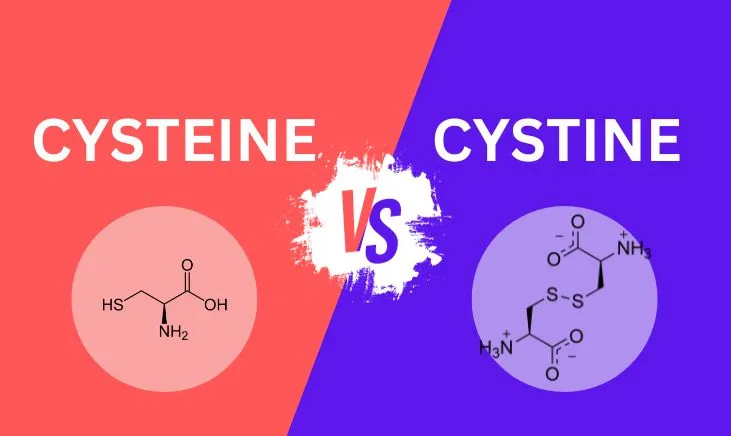 Is-There-a-Difference-Between-Cysteine-vs-Cystine-Featured