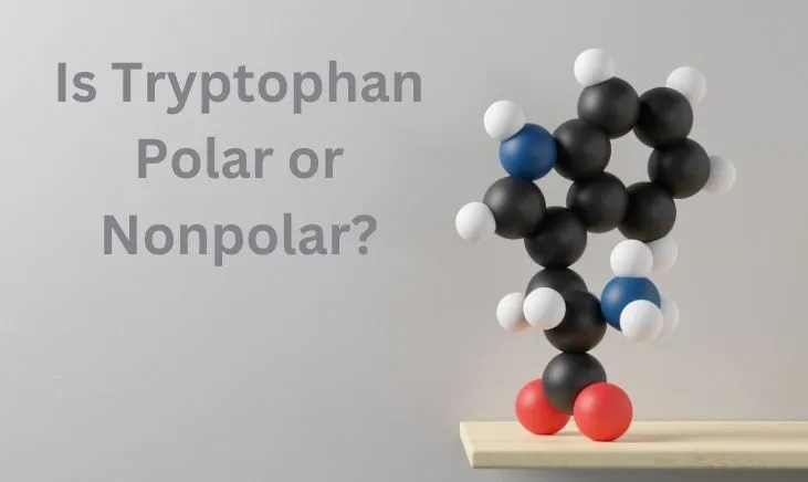 Is-Tryptophan-Polar-or-Nonpolar-featured