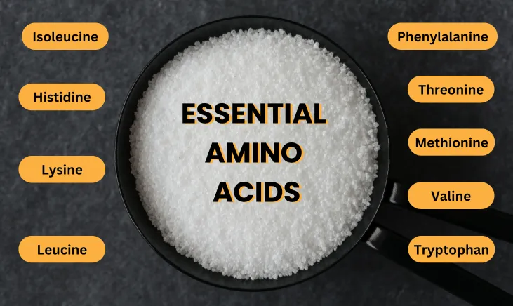 Should-You-Take-Amino-Acids-Post-Workout-or-Pre-Workout-Featured