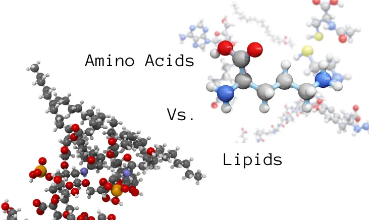 The-Difference-Between-Amino-Acids-and-Lipids